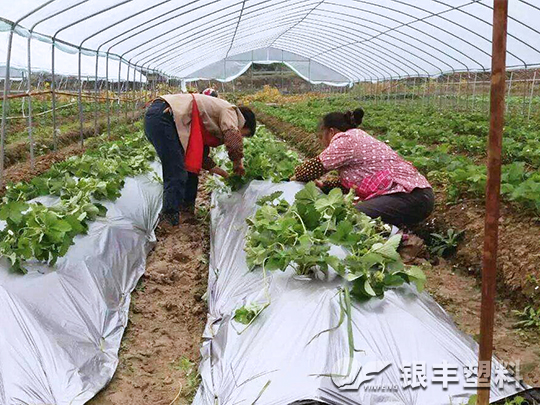 河南省漯河市草莓专用膜典型案例