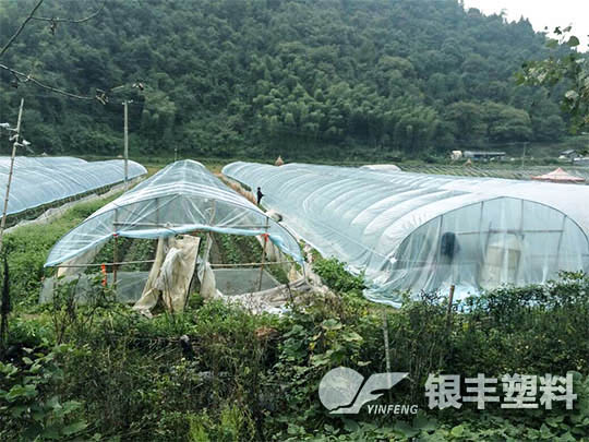 湖南怀化使用草莓专用膜案例