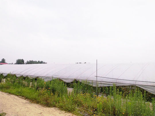 信阳平桥区芹菜种植基地po膜案例