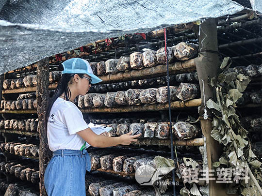 南阳西峡种植香菇案例